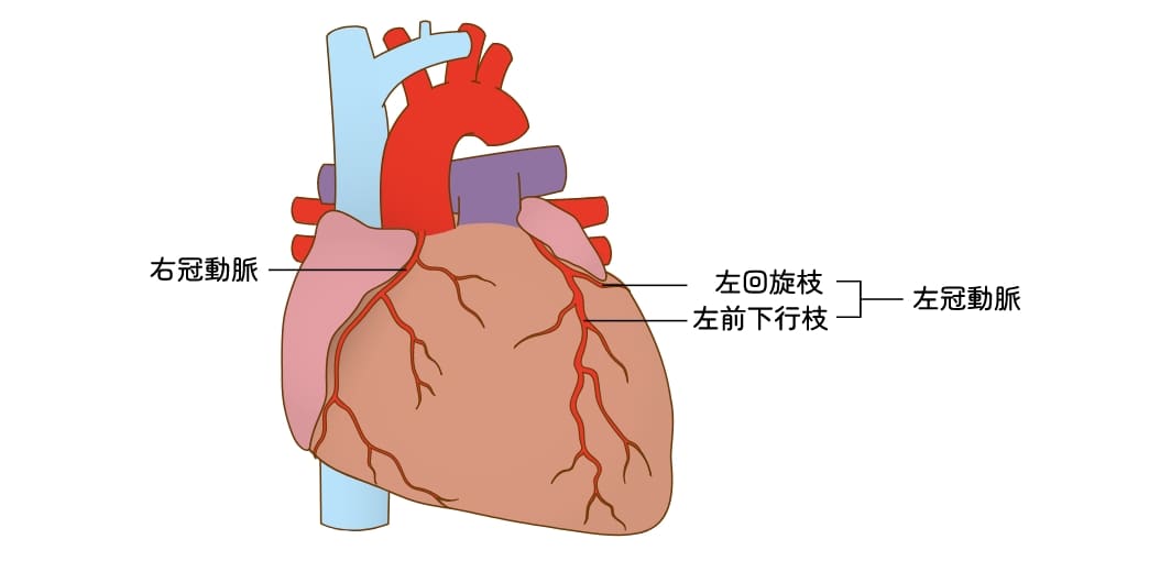 冠動脈