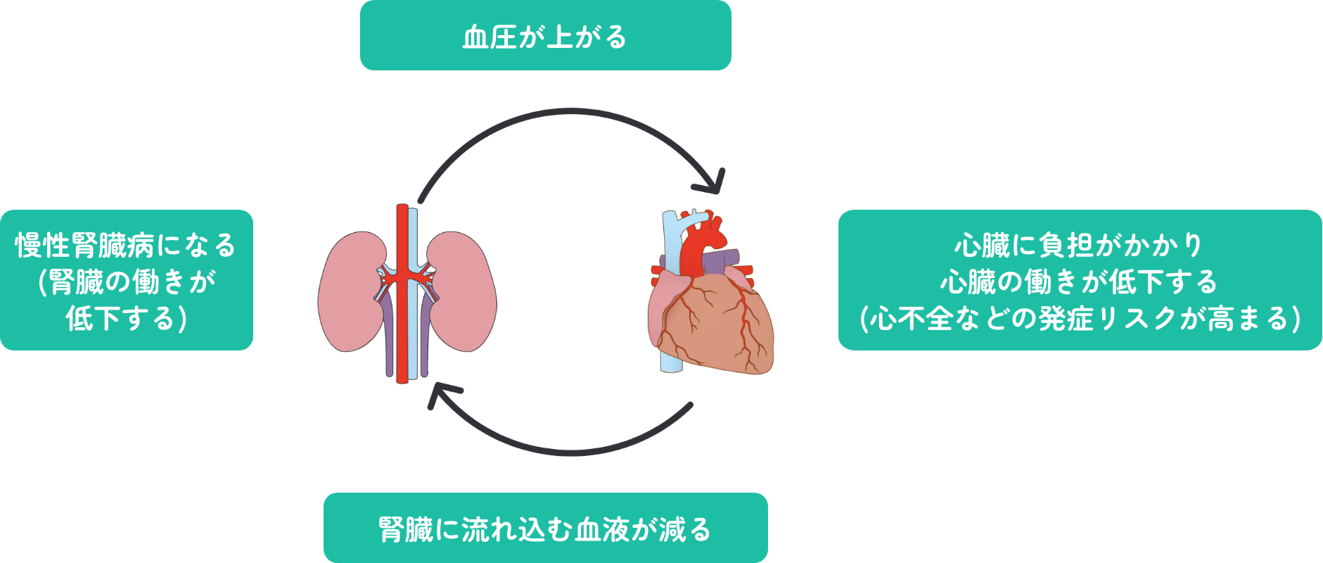 心不全とのかかわり
